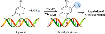 Research Progress on Epigenetics of Diabetic Cardiomyopathy in Type 2 Diabetes